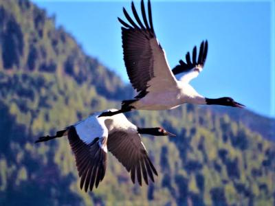 Black Necked Crane in Phobjika Valley