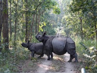 One Horned Rhinos during Jeep Safari in Chitwan