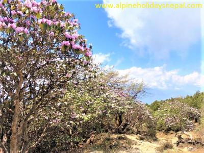 Trail with Rhododendron Forest (National Flower of Nepal) between Cholangpati to Lauribinayak