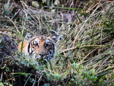 Royal Bengal Tiger spotted during Jungle Safari in Chitwan National Park