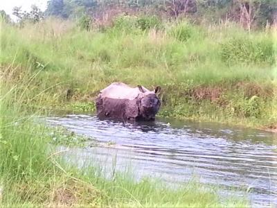 One Horned Rhino in Chitwan