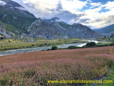 Buckwheat Field near Manang