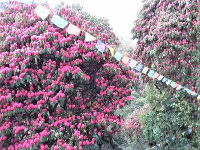 Rhododendron Forest(National Flower of Nepal)